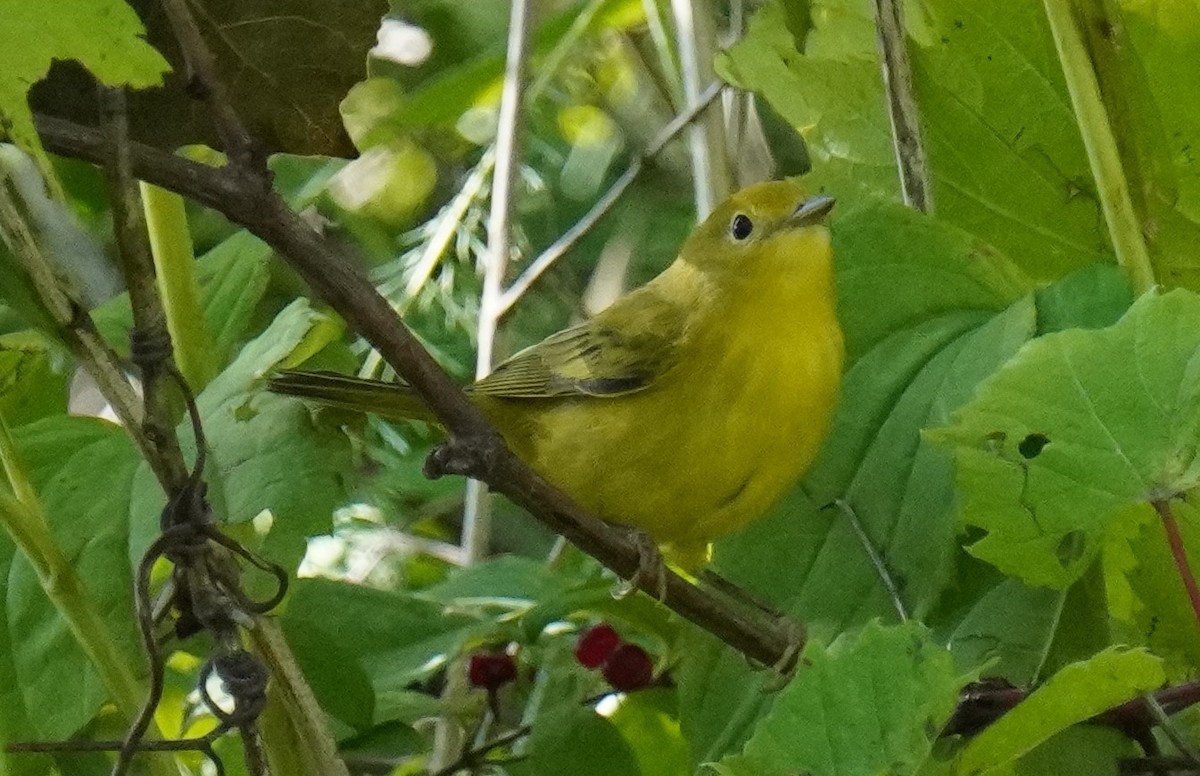 Yellow Warbler - Dennis Mersky