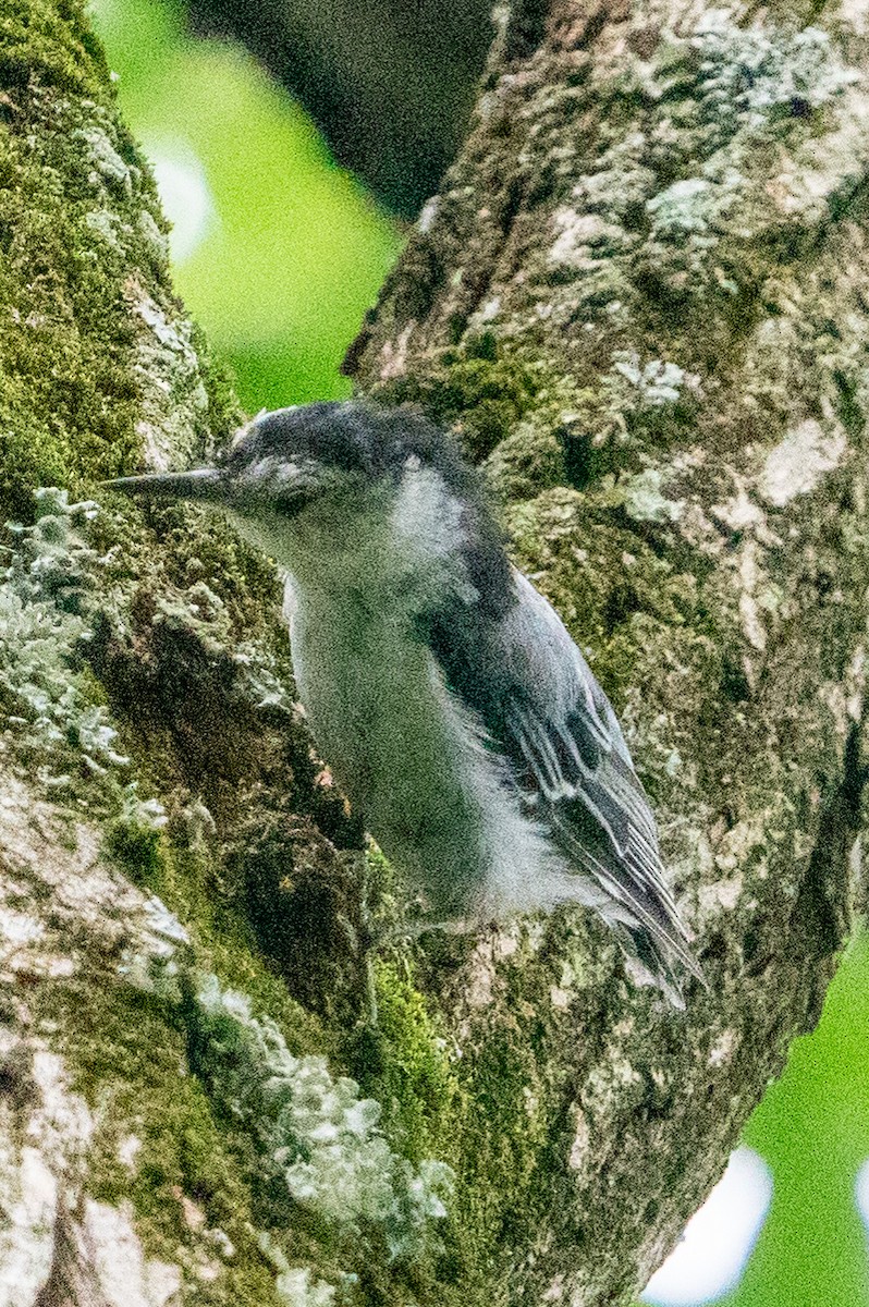 White-breasted Nuthatch - ML597086191