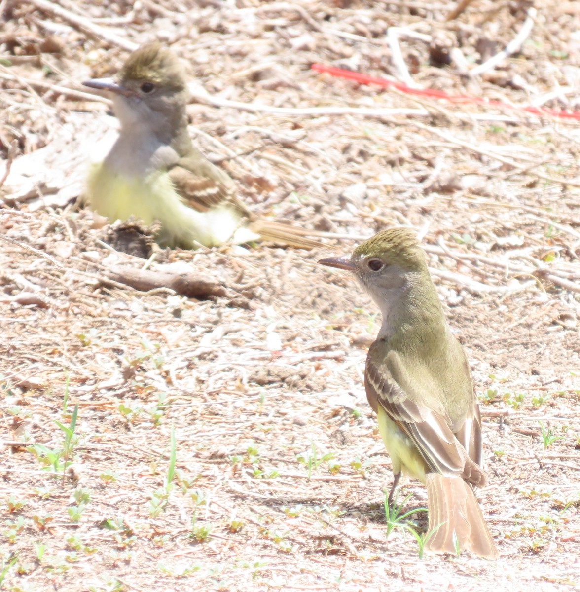 Great Crested Flycatcher - Paul Gordy