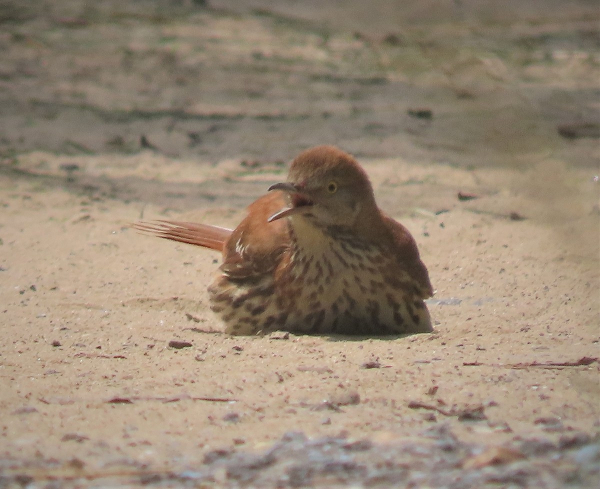 Brown Thrasher - ML597086971