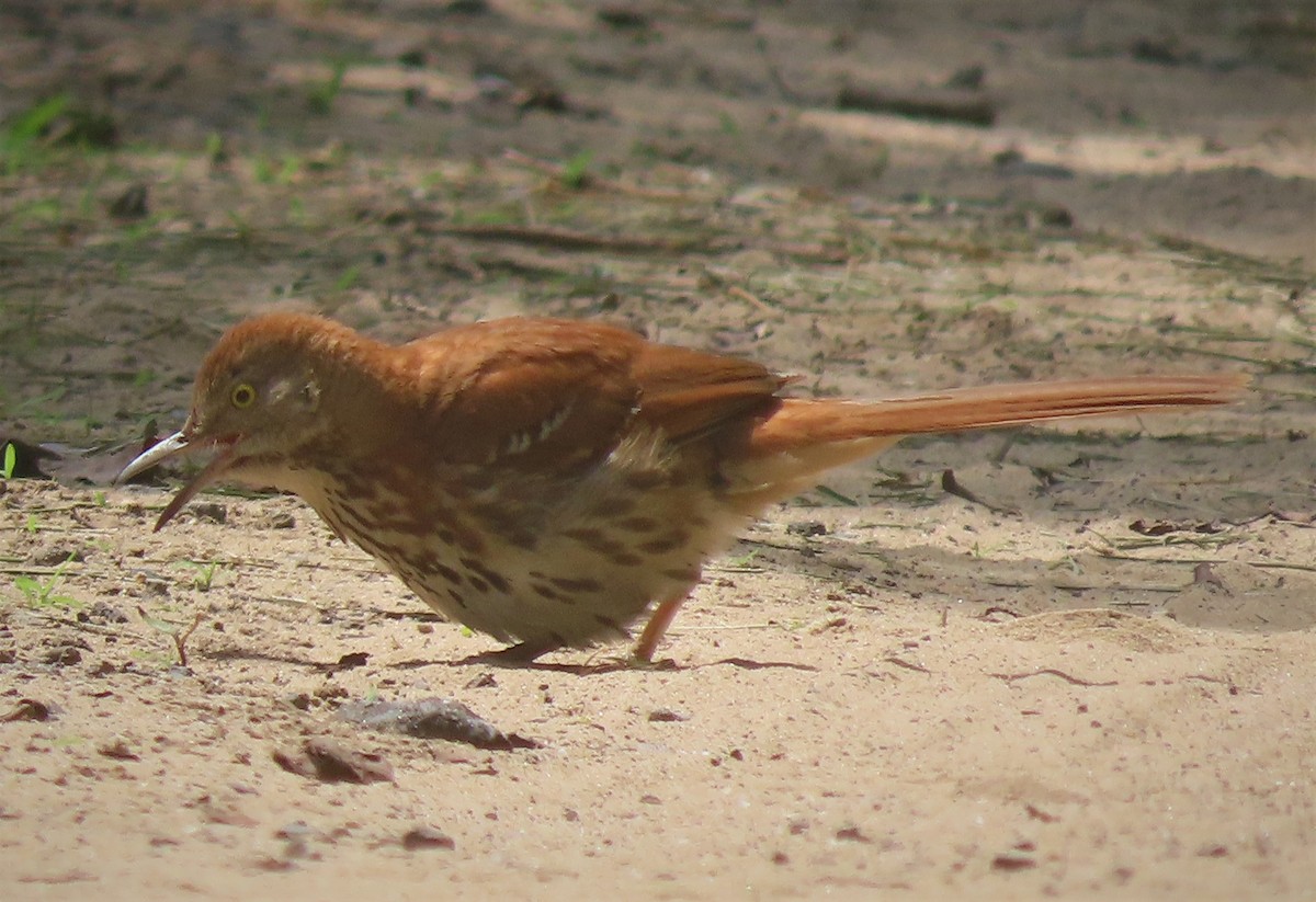 Brown Thrasher - ML597086981