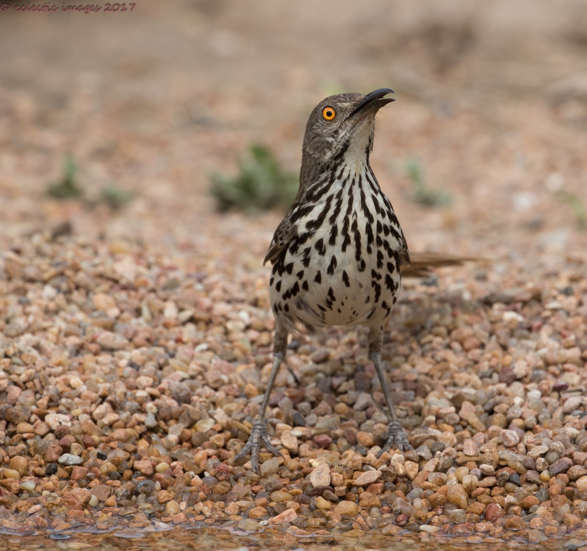 Long-billed Thrasher - ML59708711