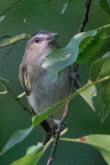 rødøyevireo - ML597087401