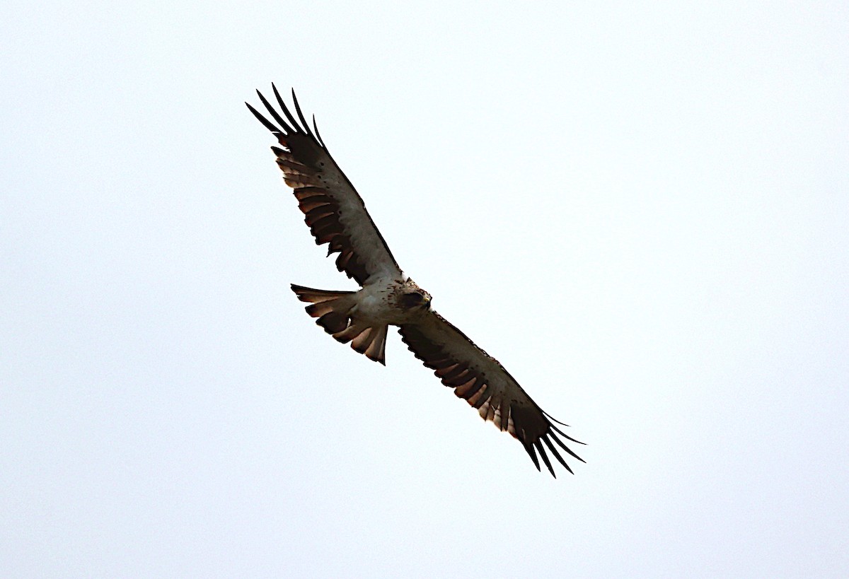 Booted Eagle - ML597087431