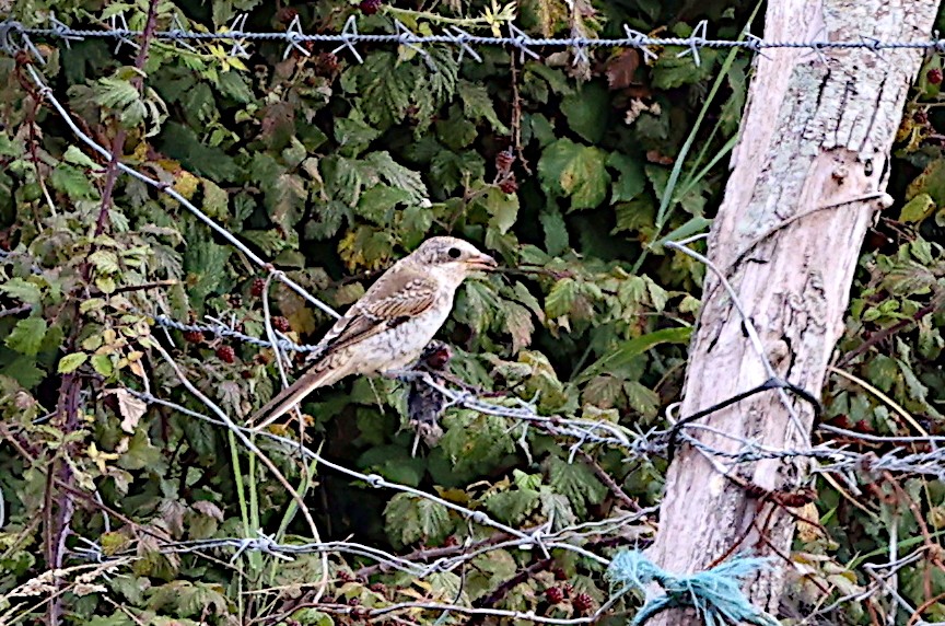 Woodchat Shrike - ML597087541