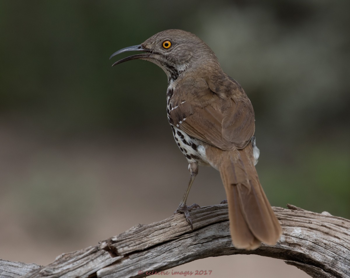 Long-billed Thrasher - ML59708761