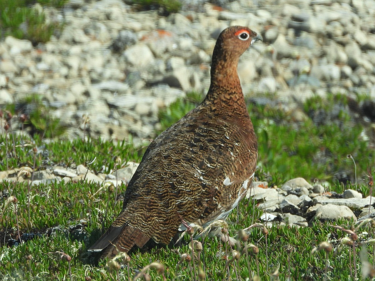 Willow Ptarmigan - ML597087731