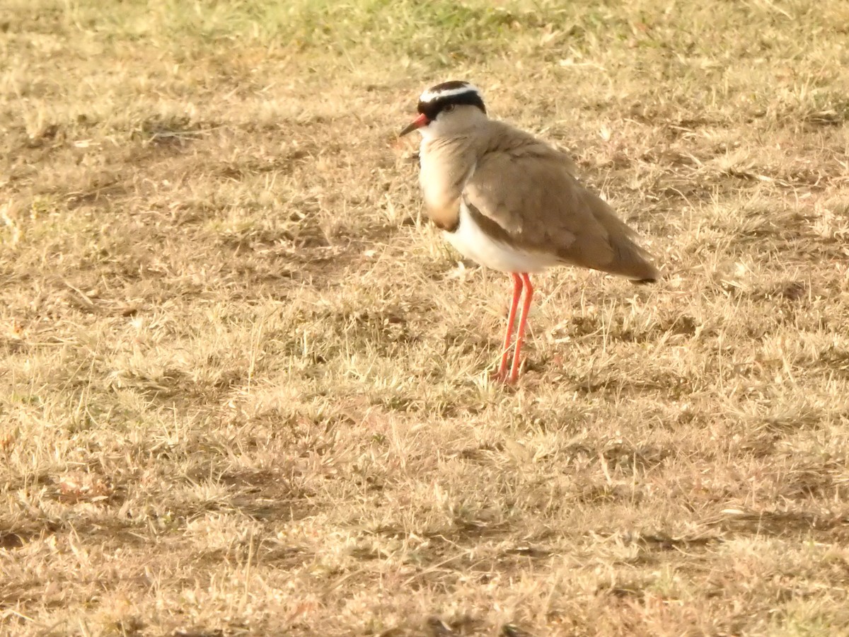 Crowned Lapwing - ML597087771