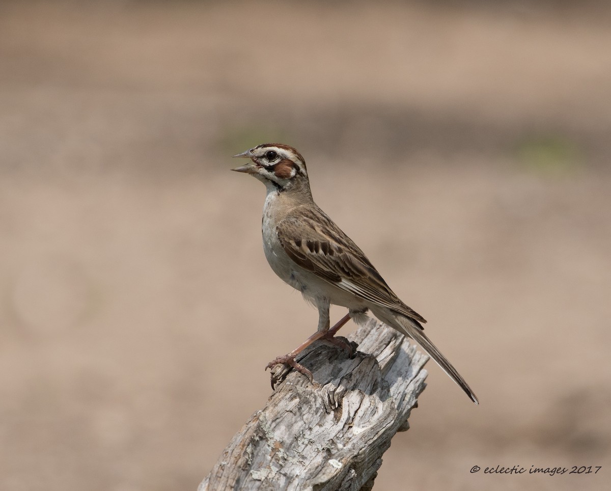 Lark Sparrow - ML59708791