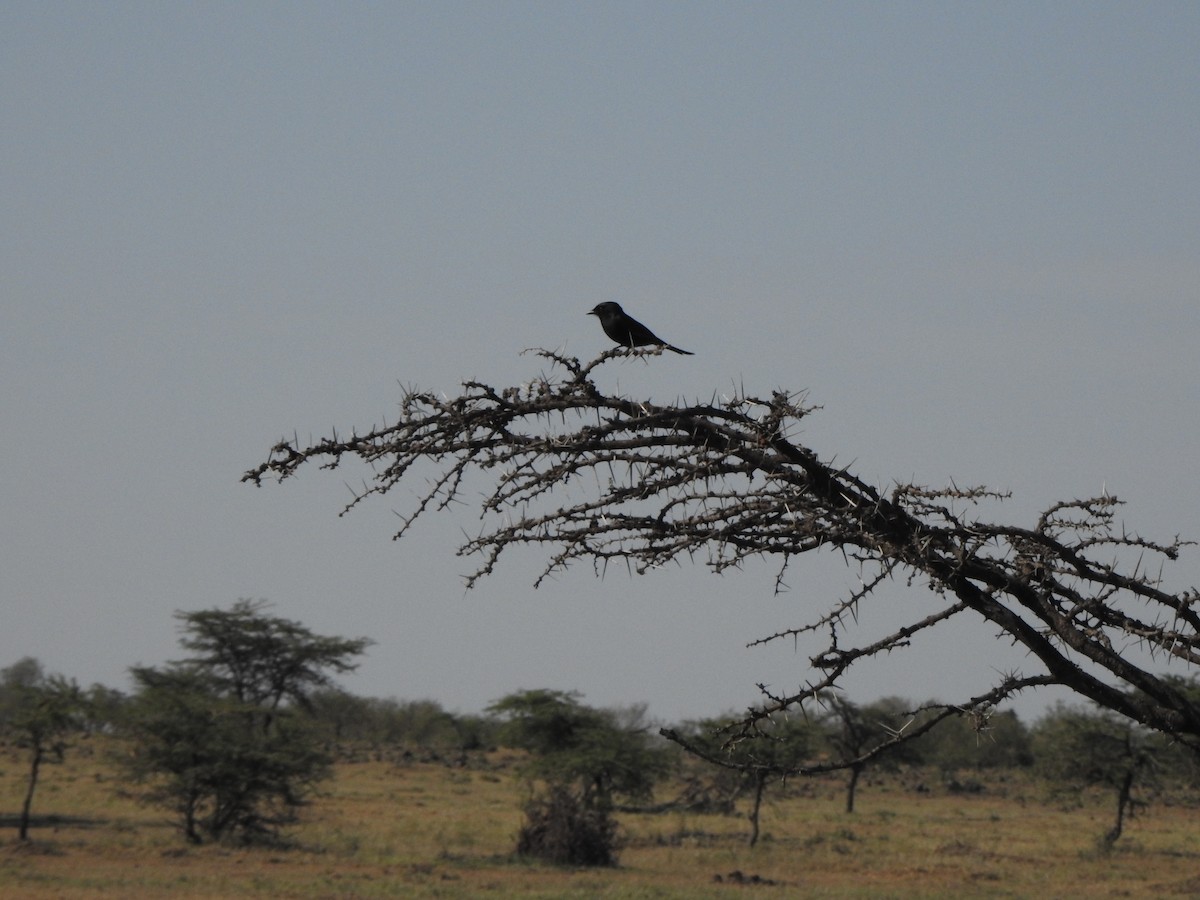 Fork-tailed Drongo - ML597088191
