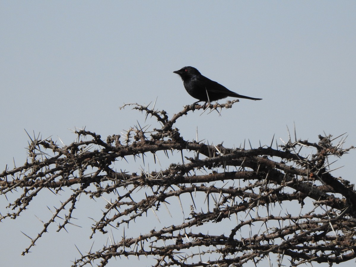 Fork-tailed Drongo - ML597088201