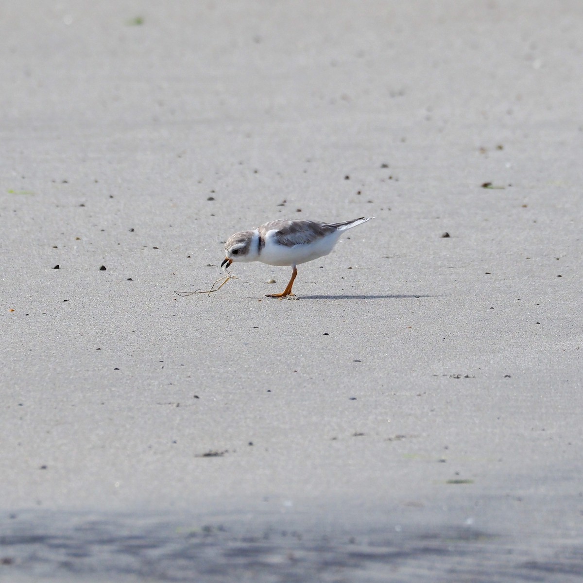 Piping Plover - ML597088811