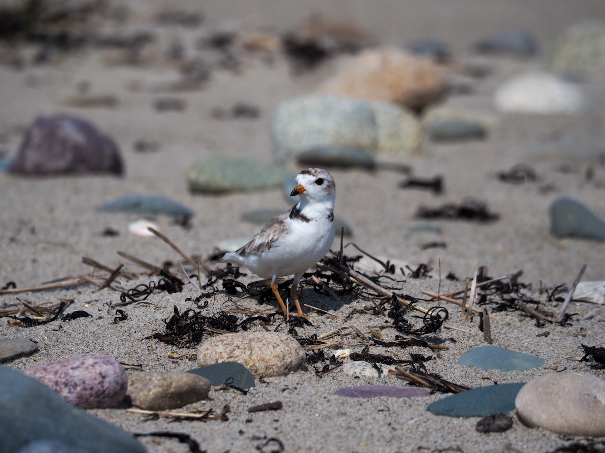 Piping Plover - ML597088821