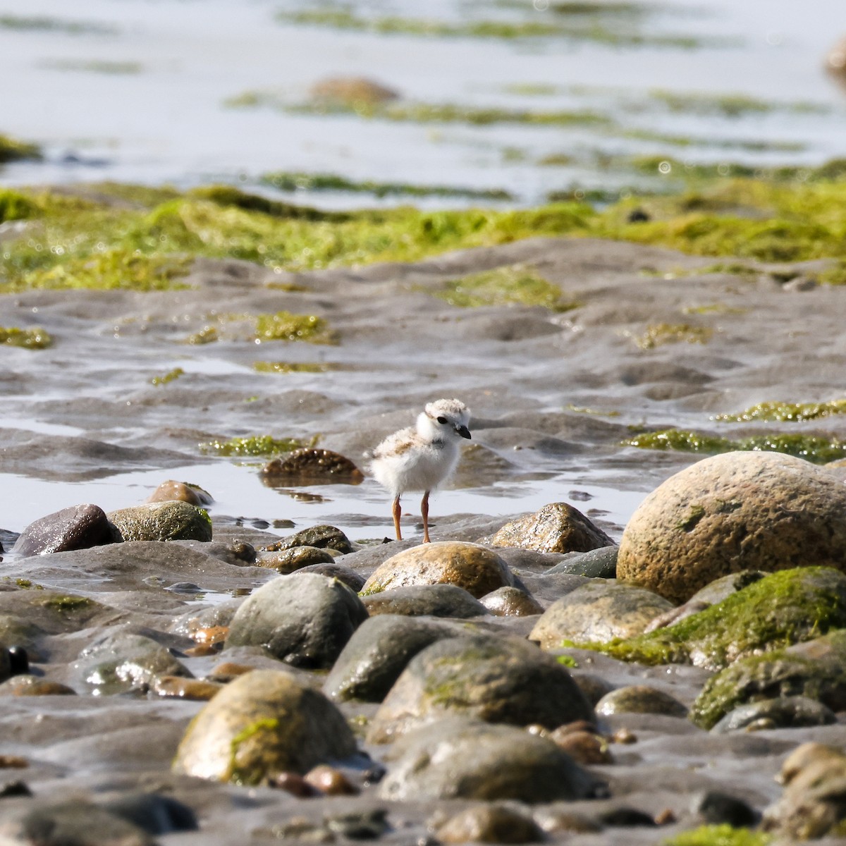 Piping Plover - Steve Solnick