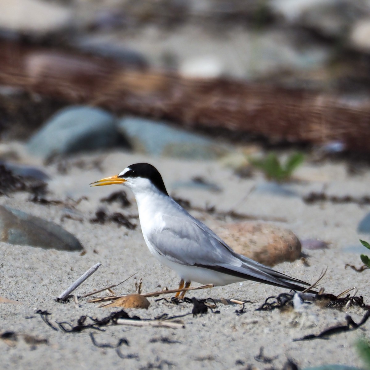 Least Tern - ML597088911