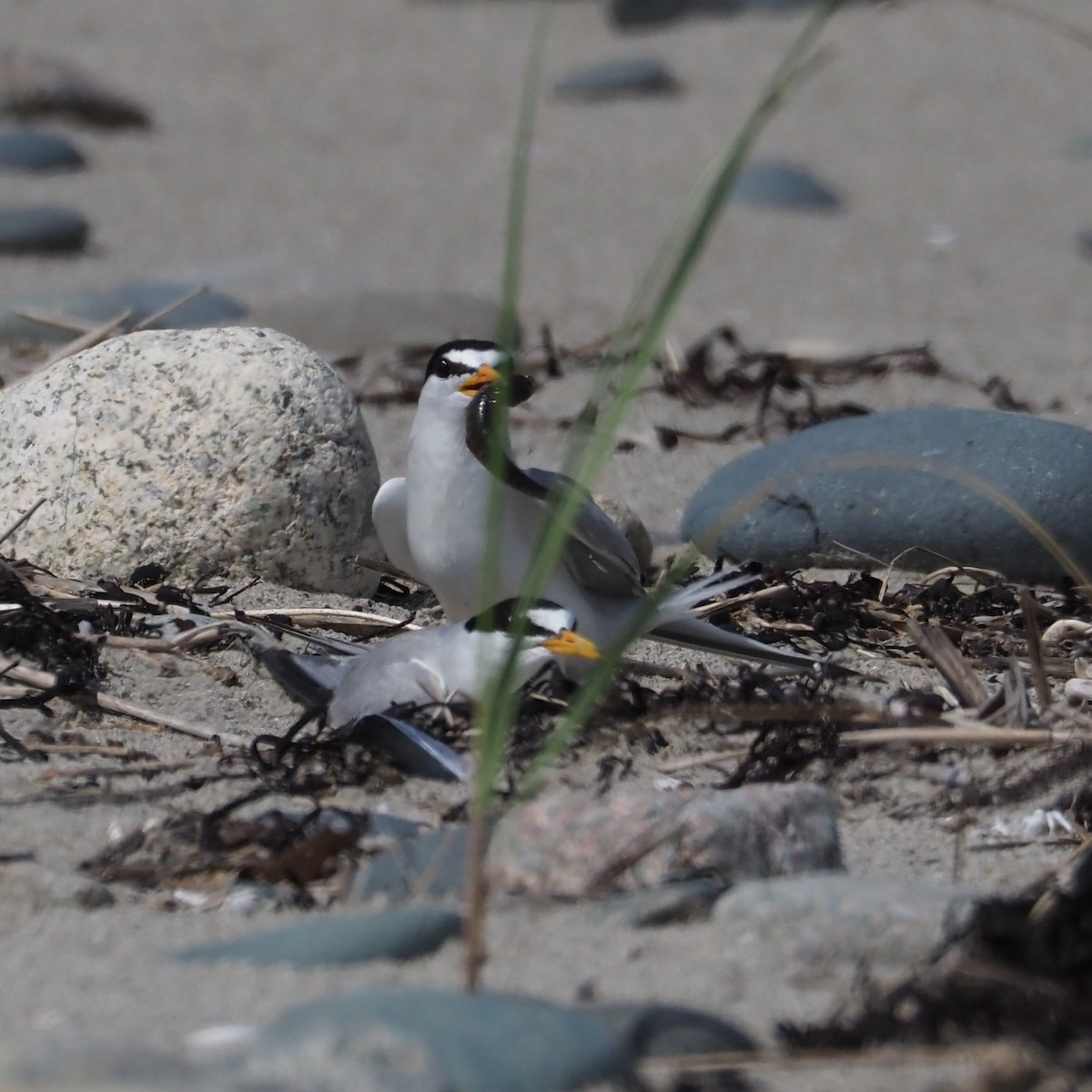 Least Tern - ML597088941