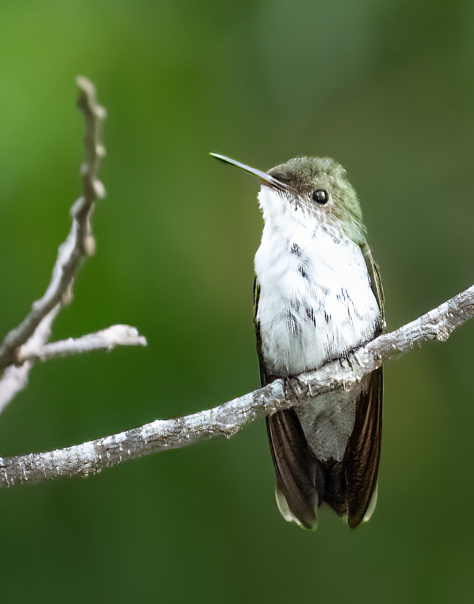 White-bellied Emerald - ML597089191