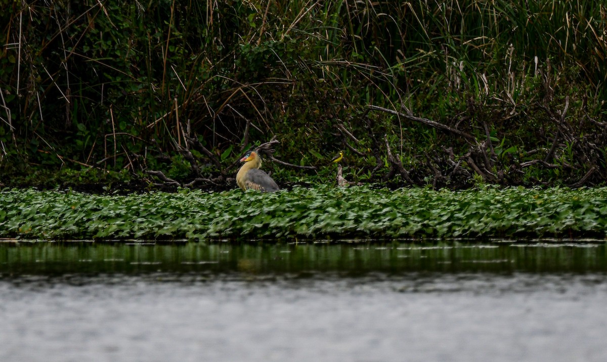 Whistling Heron - Abril Galvan