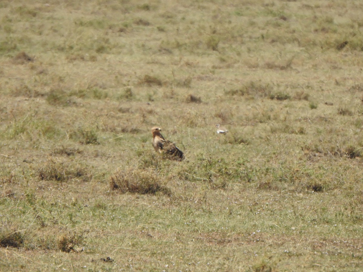 Tawny Eagle - ML597089431