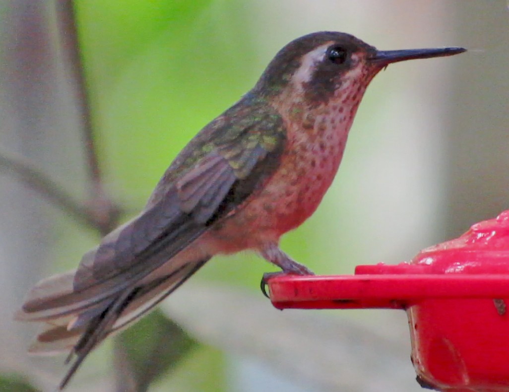 Speckled Hummingbird - ML597089651