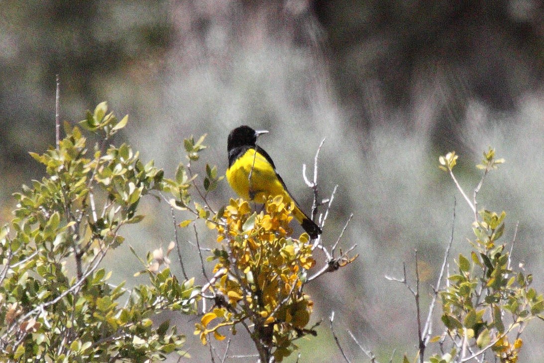 Scott's Oriole - ML597089761