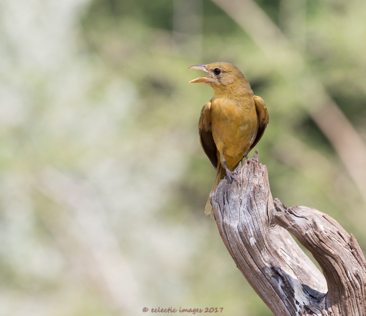 Summer Tanager - ML59708981