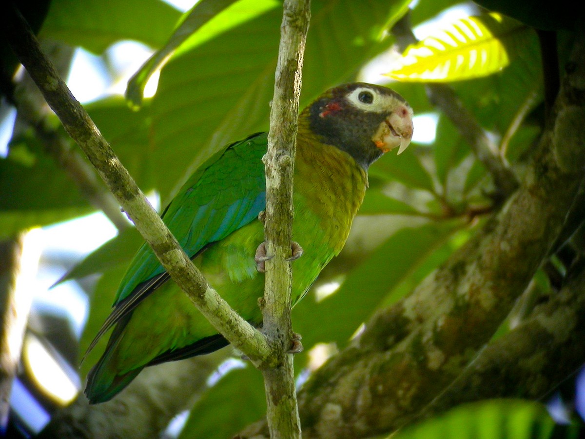 Brown-hooded Parrot - ML597090291