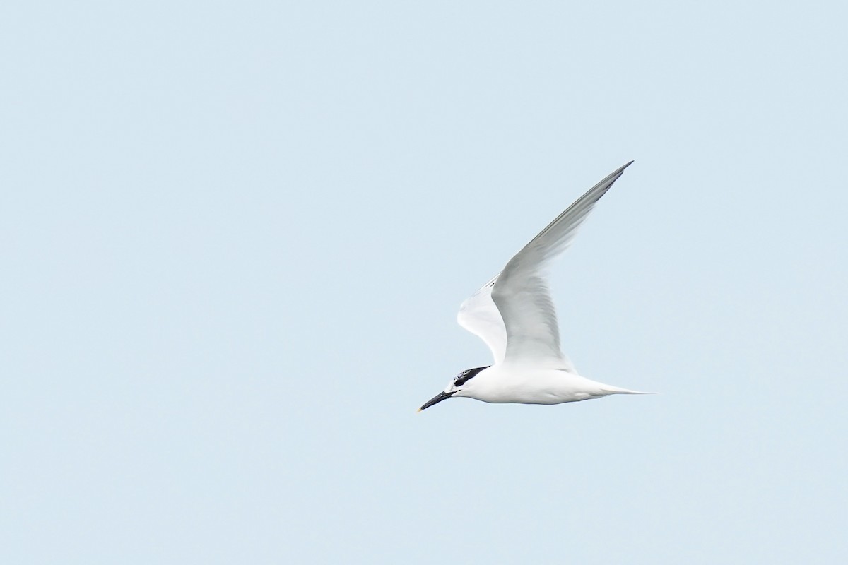 Sandwich Tern - ML597090341