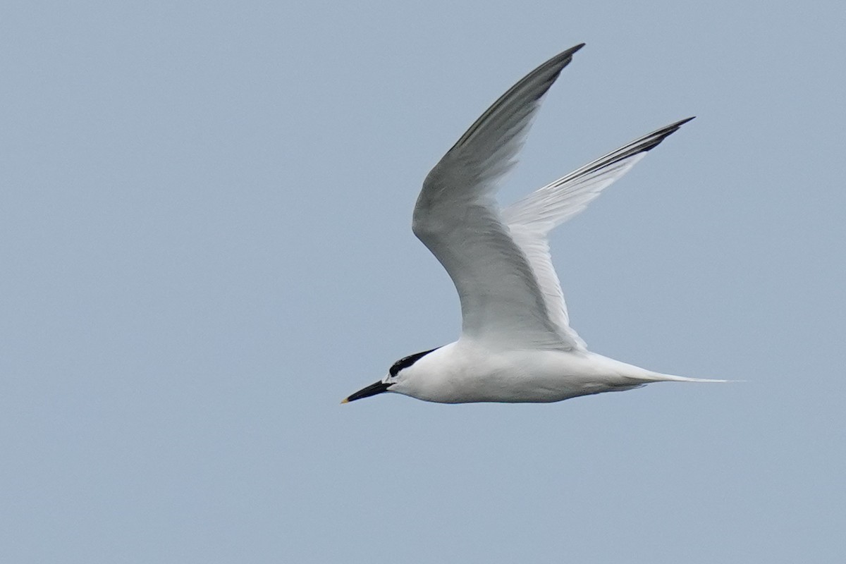 Sandwich Tern - ML597090351