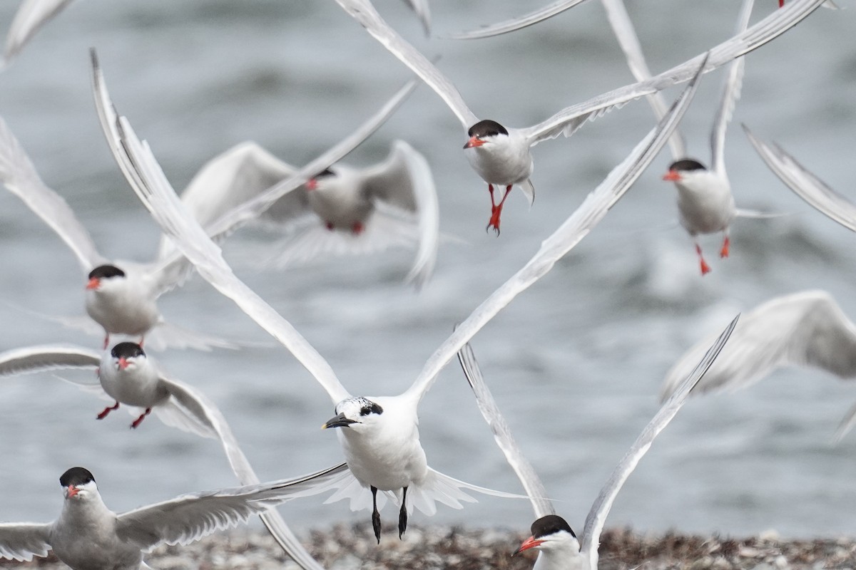 Sandwich Tern - Tina Randell 🐦