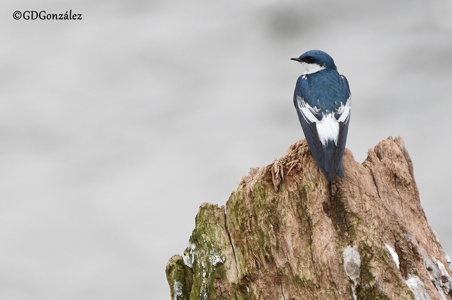 White-winged Swallow - GUSTAVO DANIEL GONZÁLEZ