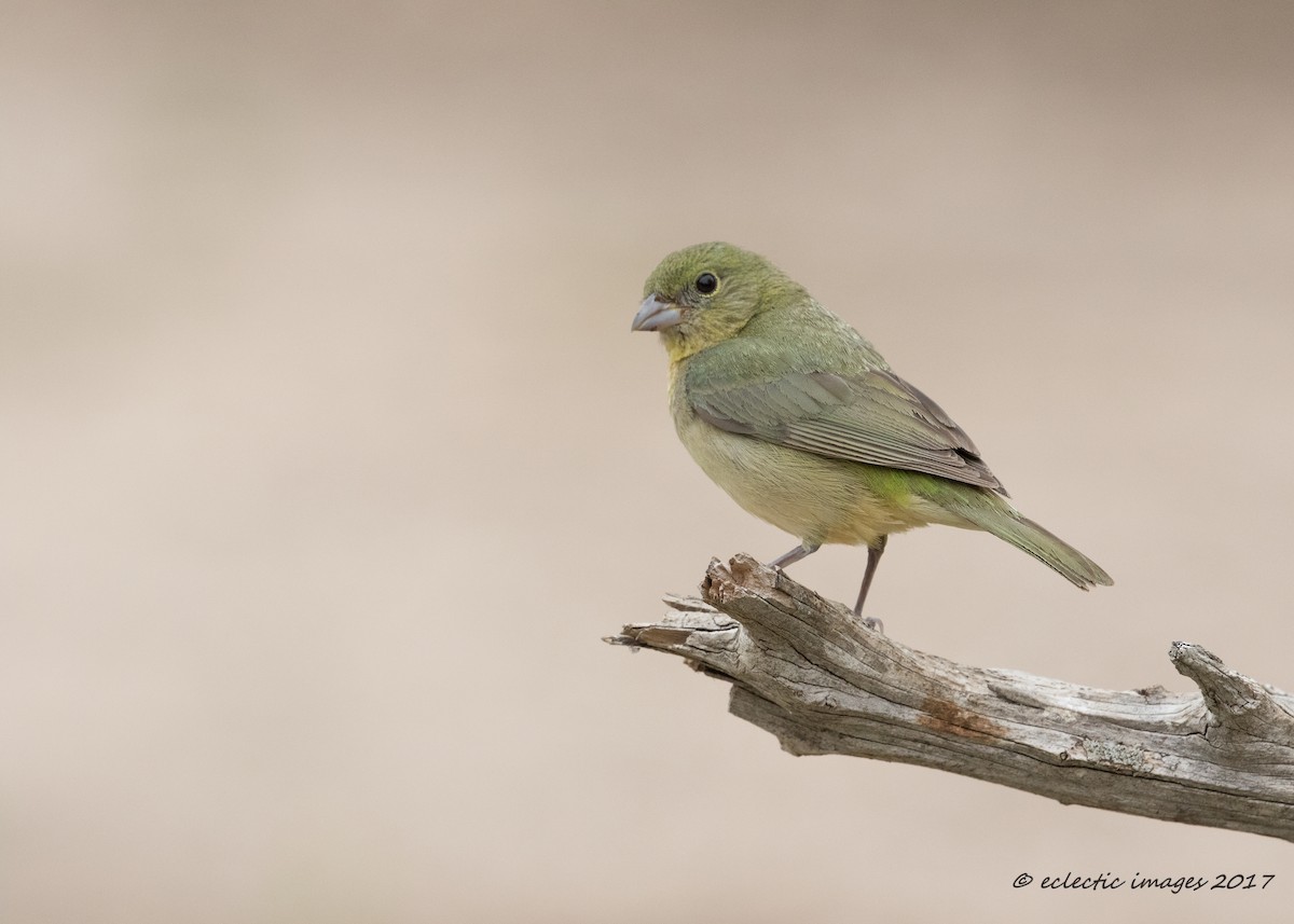 Painted Bunting - ML59709161