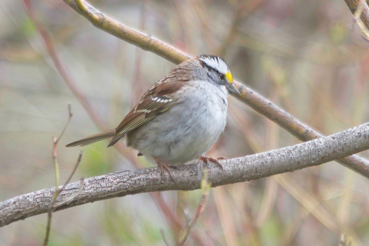 White-throated Sparrow - ML597093451