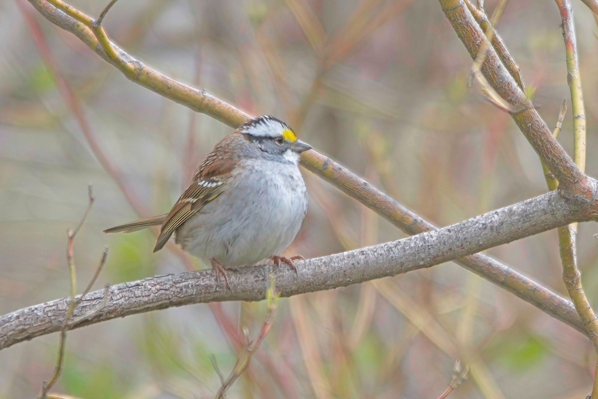 White-throated Sparrow - ML597093461