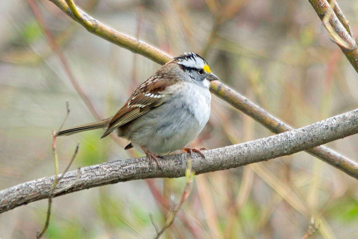 White-throated Sparrow - ML597093481