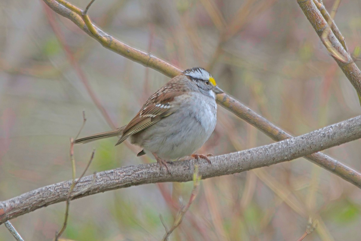 White-throated Sparrow - ML597093491