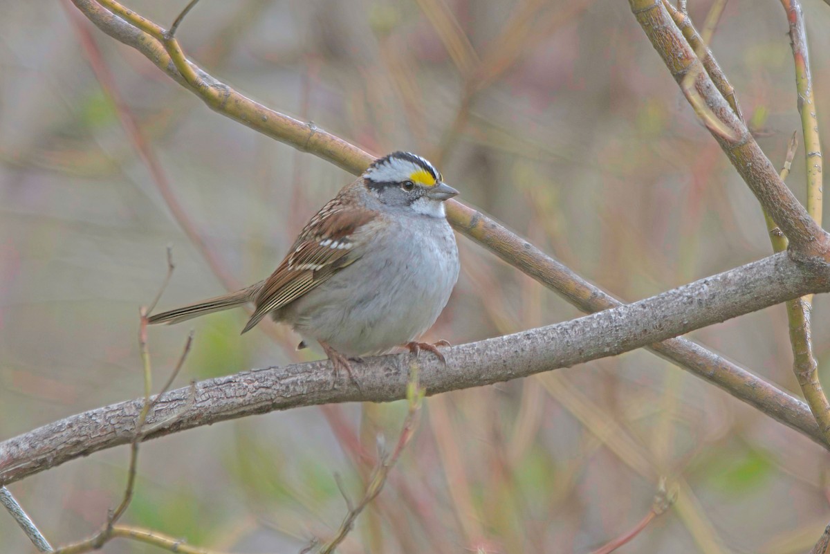 White-throated Sparrow - ML597093501
