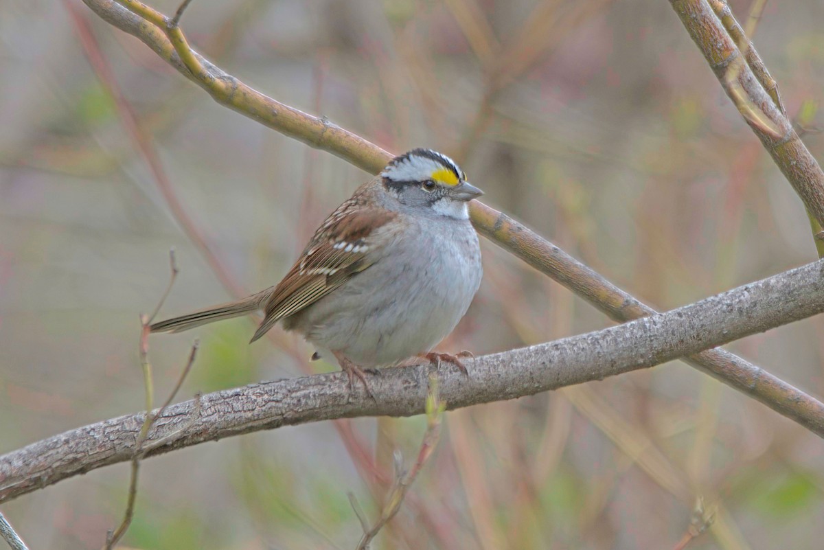 White-throated Sparrow - ML597093511