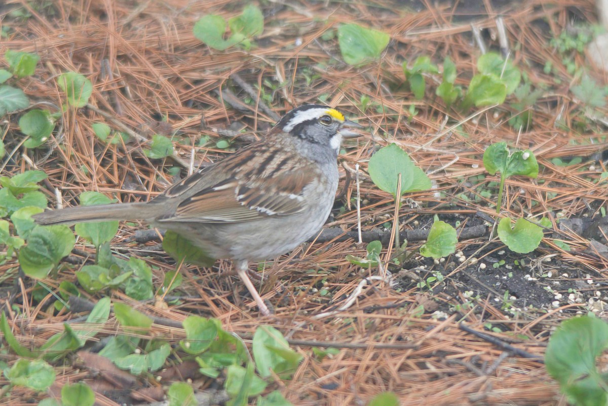 White-throated Sparrow - ML597093521