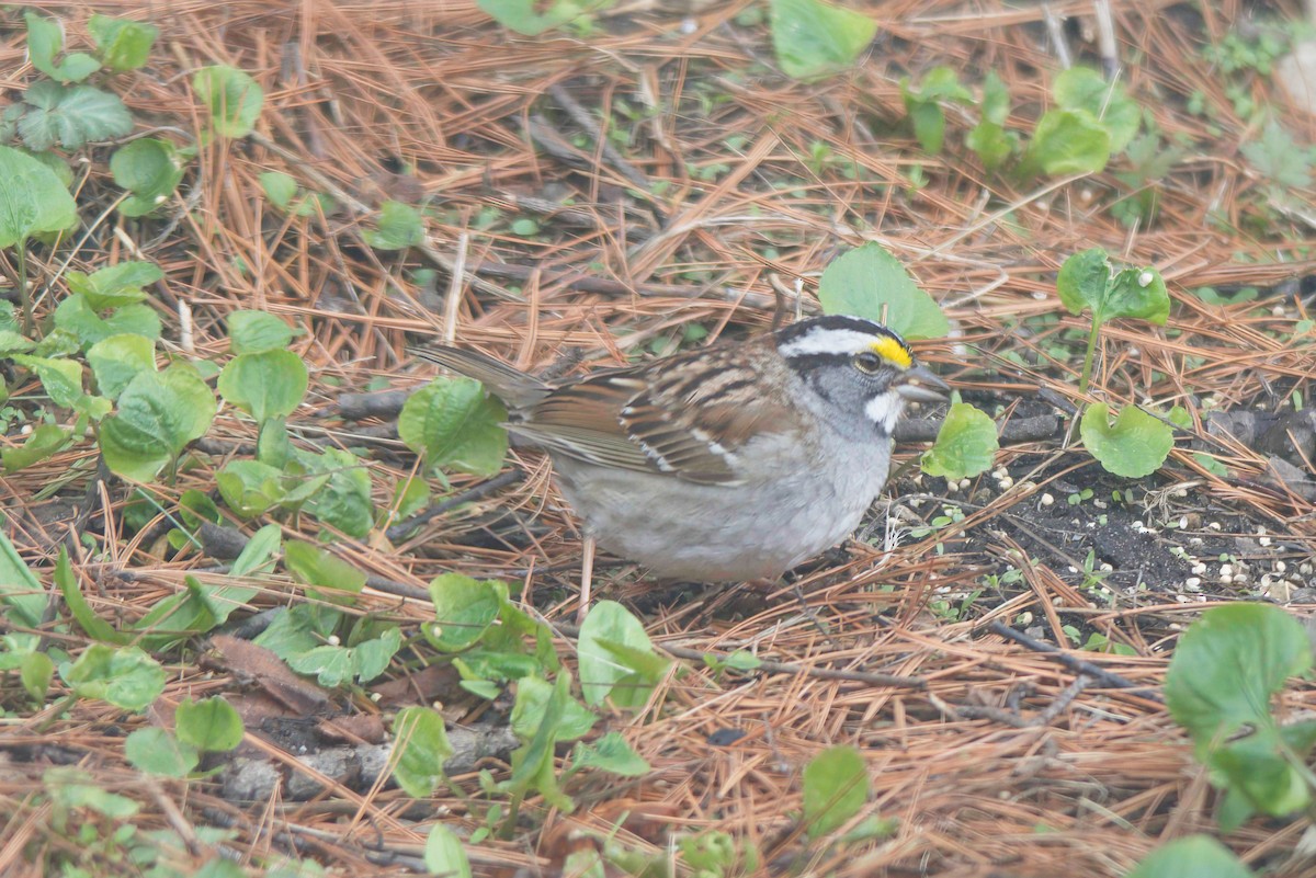 White-throated Sparrow - ML597093541