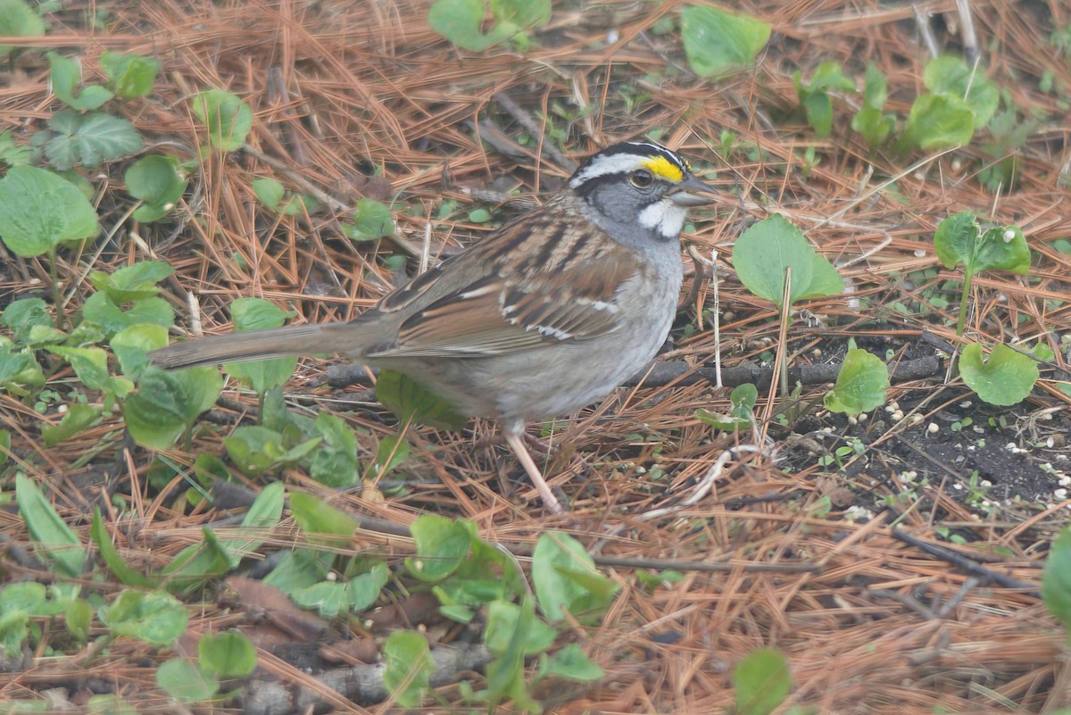 White-throated Sparrow - ML597093551