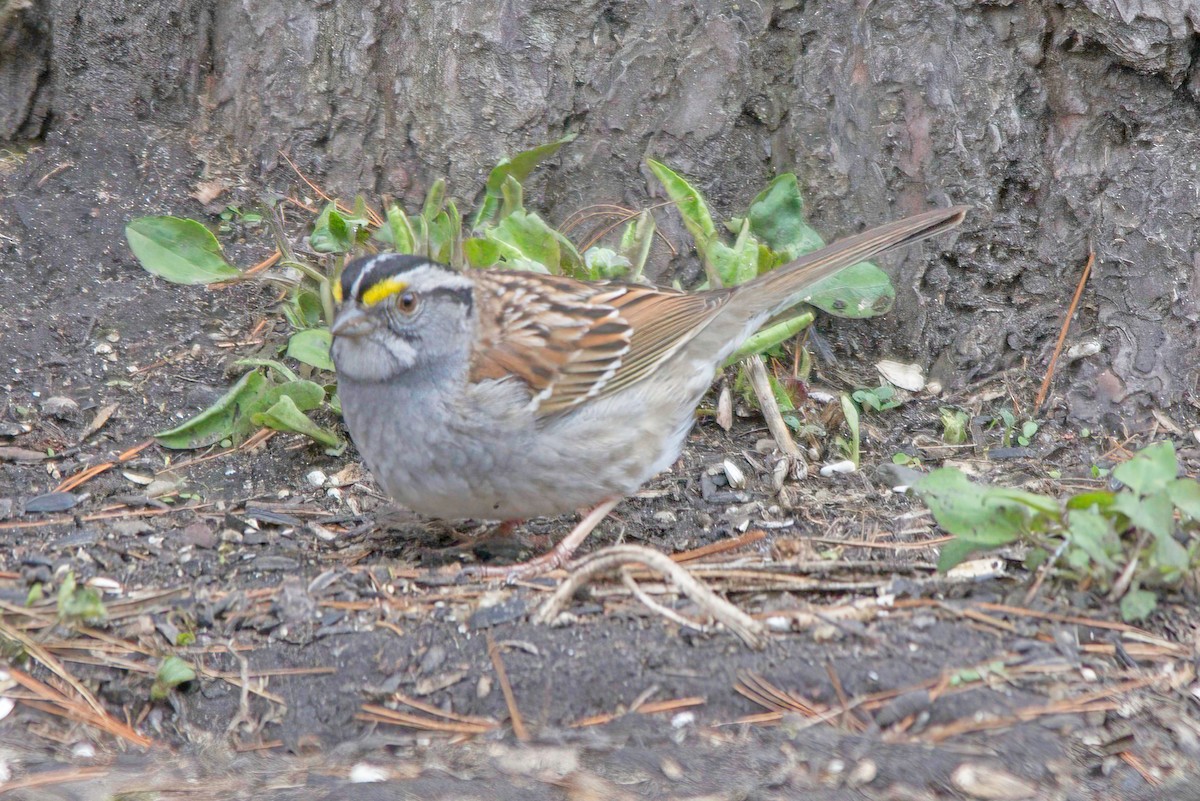 White-throated Sparrow - ML597093571