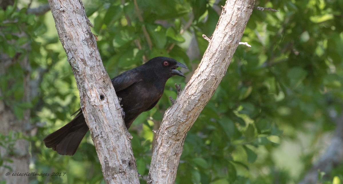 Bronzed Cowbird - Janey Woodley