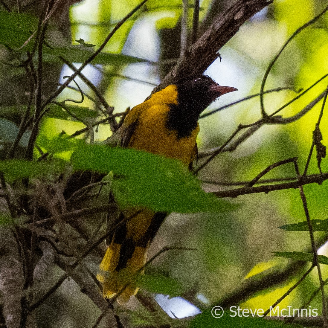 Western Black-headed Oriole - ML597093731