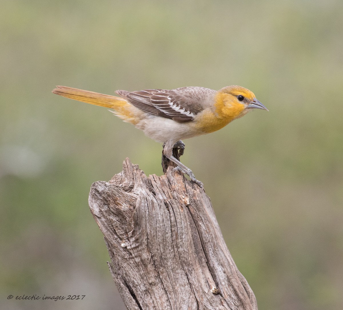 Bullock's Oriole - Janey Woodley