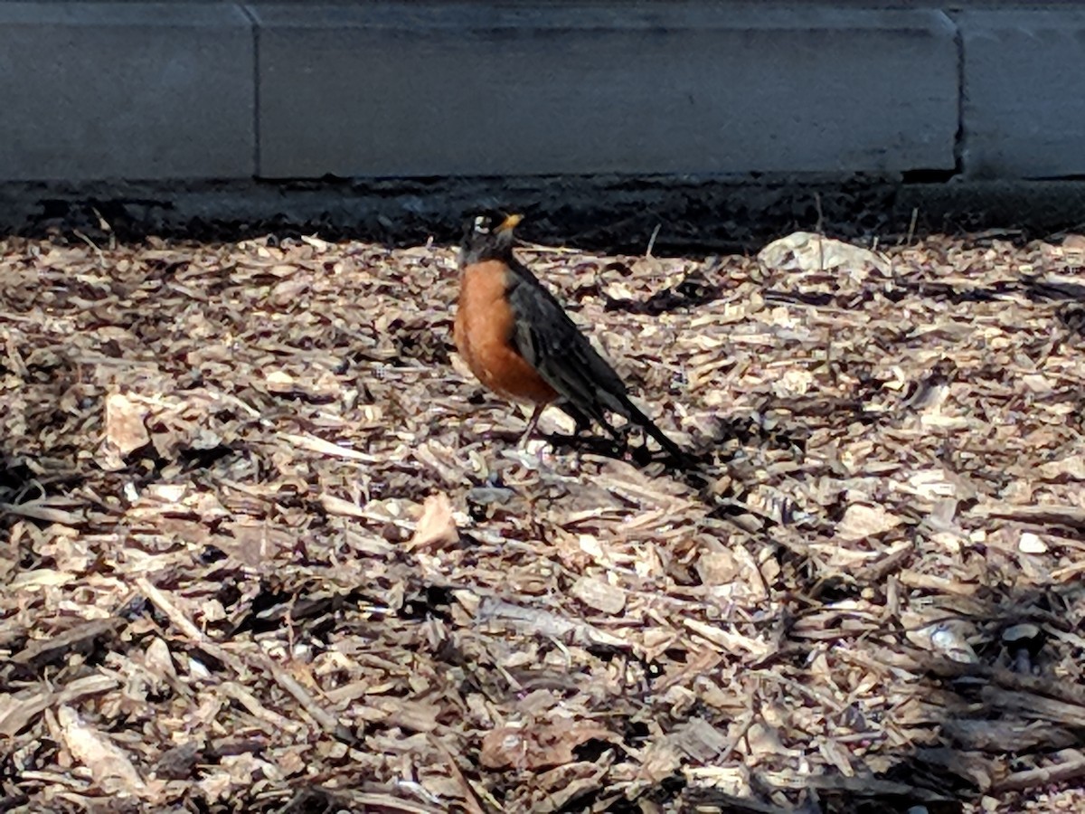 American Robin - ML597095311