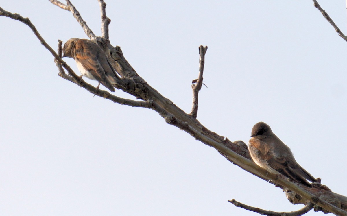 Northern Rough-winged Swallow - ML597095731