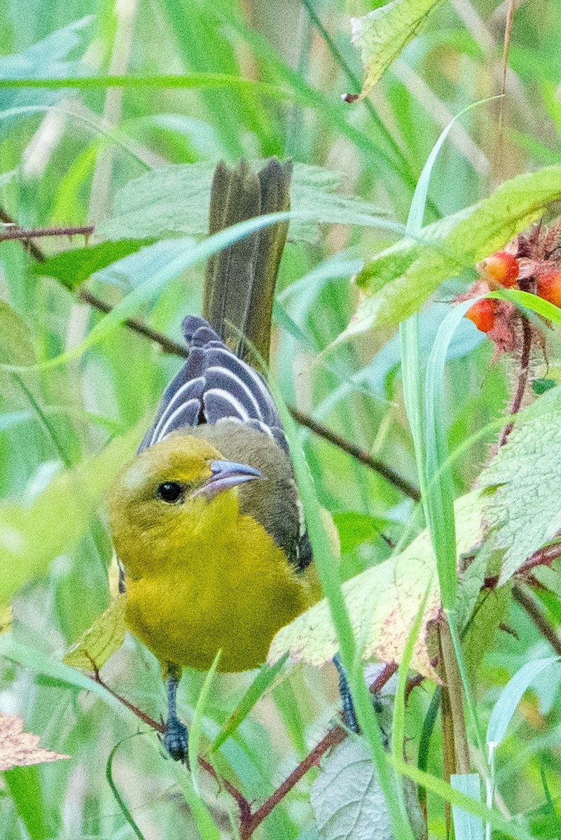 Orchard Oriole - ML597096081