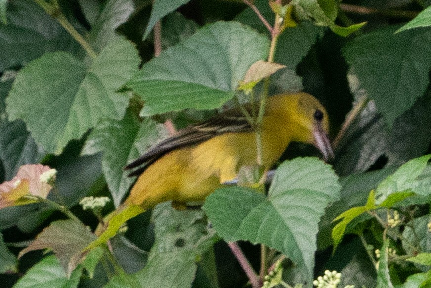 Orchard Oriole - ML597096091