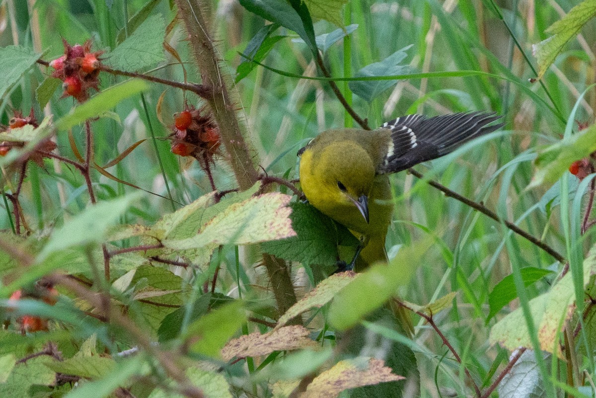 Orchard Oriole - ML597096101